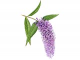 Butterfly Bush (Buddleia davidii) BT0180