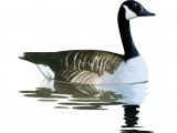 Canada goose (Branta canadensis) BD0277