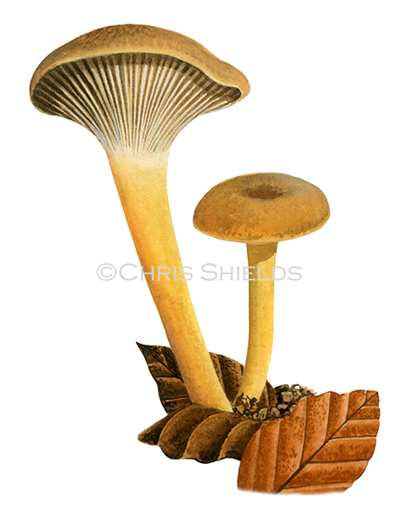 Cantharellus tubaeformis (Trumpet Chanterelle) FU0100