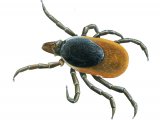 Castor Bean Tick (Ixodes ricinus) unfed OS007