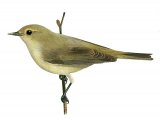 Chiffchaff (Phylloscopus collybita) BD0283