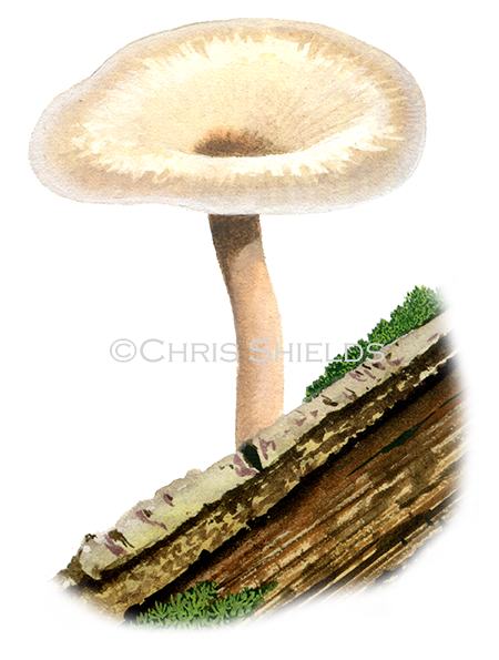 Clitocybe americane FU0374