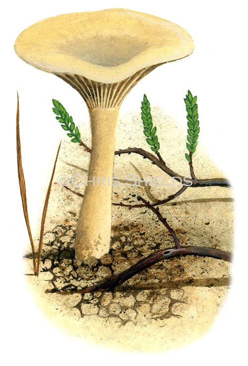 Clitocybe ericetorum FU0385