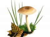 Clitocybe fragrans (Fragrant Funnel) FU007