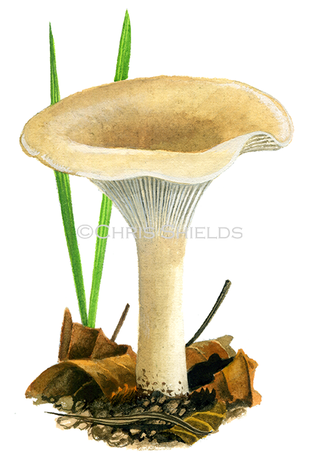 Clitocybe gibba (Common Funnel) FU0381