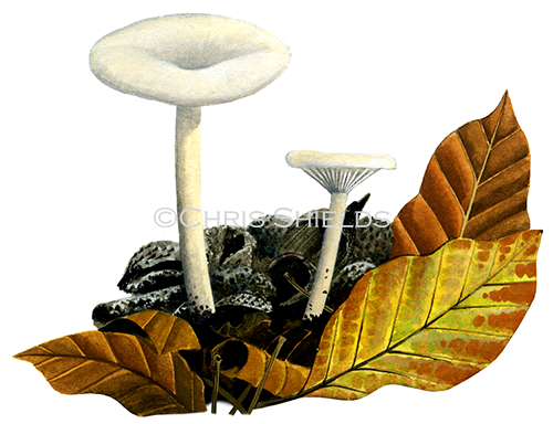 Clitocybe haughtonii FU0382