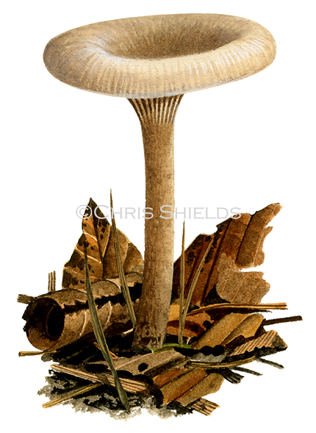 Clitocybe metachroa FU0383