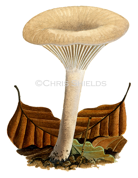 Clitocybe phaeophthalma (Chicken Run Funnel) FU0384