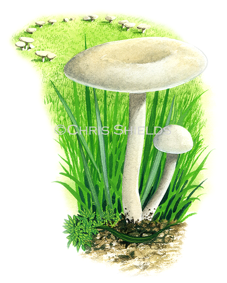 Clitocybe rivulosa (Fools Funnel) FU0120