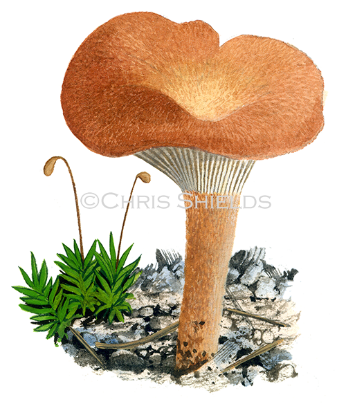 Clitocybe sinopica FU0386