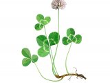 Clover (Trifolium repens) BT0184