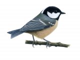 Coal tit (Periparus ater) BD0285