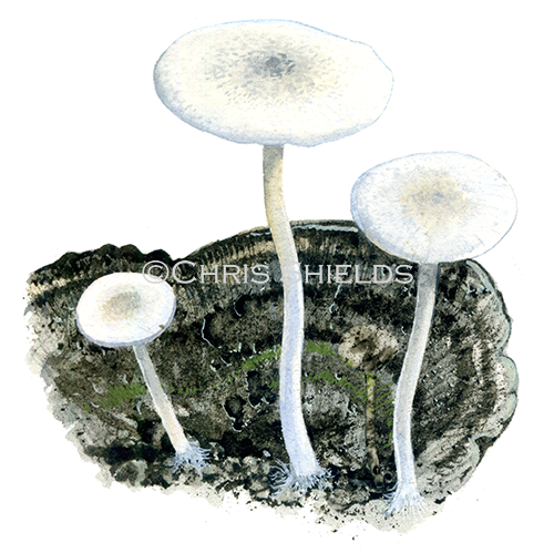 Collybia (Collybia) cirrhata (Piggyback Shanklet) FU0389