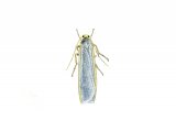 Common Footman (Eilema turideola) IN002