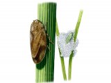 Common Froghopper (Philaenus spumarius) IN002