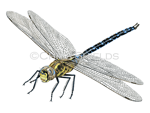 Common Hawker (Aeshna juncea) IN0015