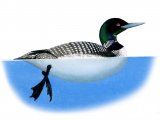 Common Loon (Gavia immer) BD019