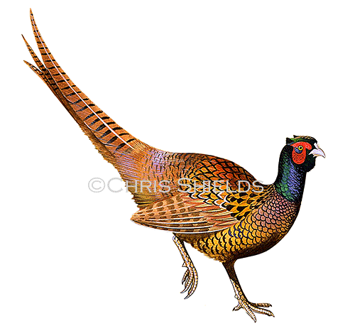 Common Pheasant (Phasianus colchicus) BD0289