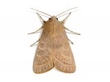 Common Quaker (Orthosia cerasi) IN001