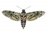 Convolvulus Hawkmoth (Agrius convolvuli) IN001