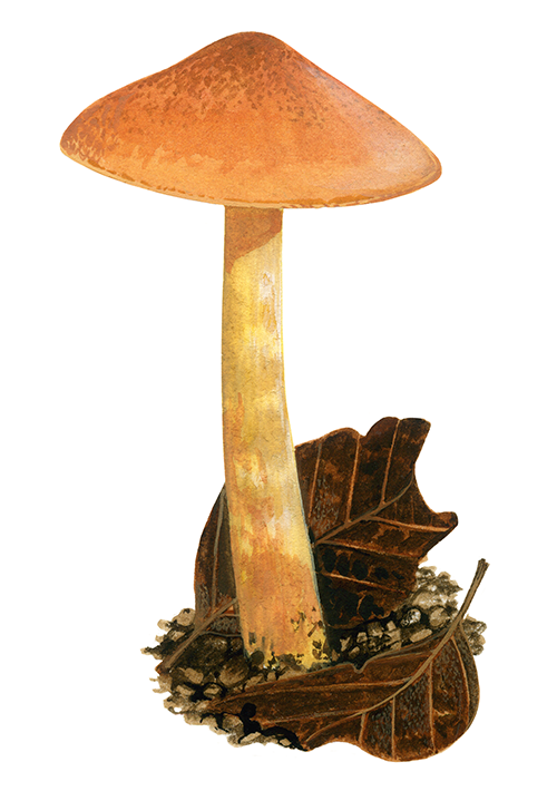 Cortinarius cinnamomeus (Cinnamon Webcap) FU0148