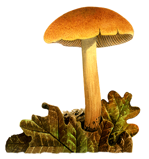 Cortinarius orellanus (Fool