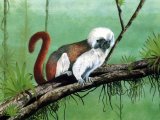 Cottontop Tamarin (Saguinus oedipus) M001