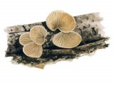 Crepidotus carpaticus FU010