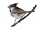 Crested Tit, (Lophophanes cristatus) BD0293