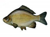 F047 - Crucian Carp (Carassius carassius)