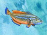 F243 - Wrasse (Cuckoo) Labrus mixtus