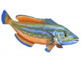 F242 - Wrasse (Cuckoo) Labrus mixtus