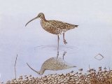 Curlew (Numenius arquata) BD0294