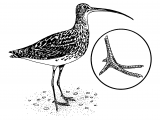 Curlew (Numenius arquata) BD0563