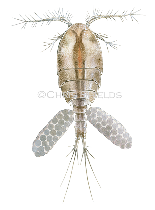 Cyclops Water Flea (Megacyclops viridis) OS001