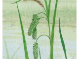 Cyperus Sedge (Carix pseudocyperus) BT0285