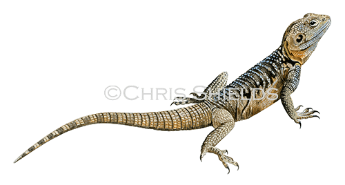 Cyprus Rock Agama (Stellagama stellio cypriaca) R0040