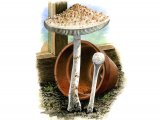 Cystolepiota cystidiosa FU005