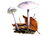 Cystolepiota bucknallii (Lilac Dapperling) FU003