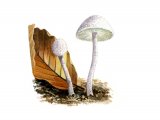 Cystolepiota seminuda (Bearded Dapperling) FU007