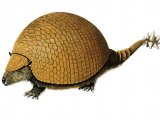 P005 - Daedicurus (Glyptodon)