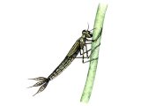 Damselfly Nymph (Coenagrion) IN003