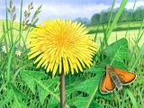 Dandelion (Taraxacum officinale) and Small Skipper BT0203