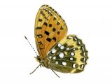 Fritillary (Dark Green) Argynnis aglaja IN002