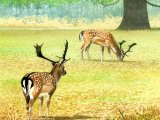 Deer (Fallow) Dama dama M003