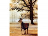 Deer (Red) Stag (Cervus elaphus) M001
