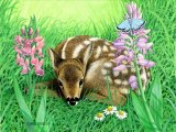 Deer (Roe) Fawn (Capreolus capreolus) M001 