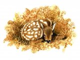 Deer (Roe) Fawn (Capreolus capreolus) M002