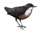 Dipper (Cinclus cinclus) BD0297