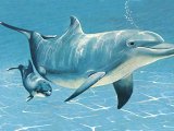 Dolphin (Bottle Nosed) Tursiops truncatus M003